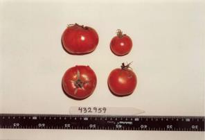 Click for 1 image(s) for this accession. FRUIT